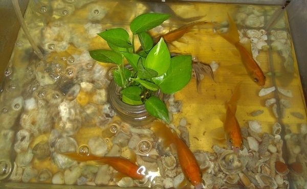 魚缸里的故事100字左右：小魚的意外消失，魚缸生態平衡的重要性