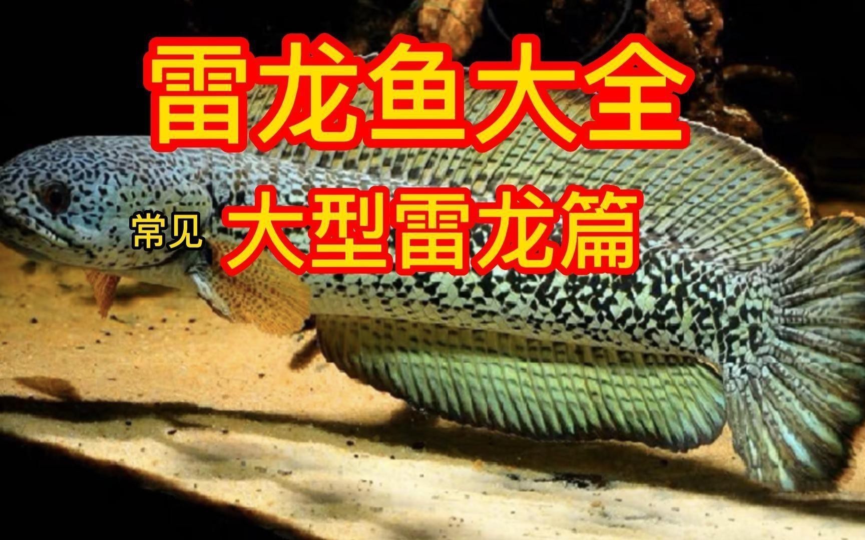 大型雷龍魚有哪些品種