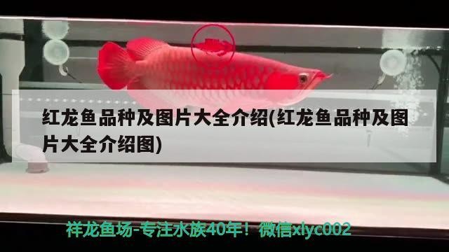 遵義綏陽縣萬嘉水族魚缸經(jīng)營部