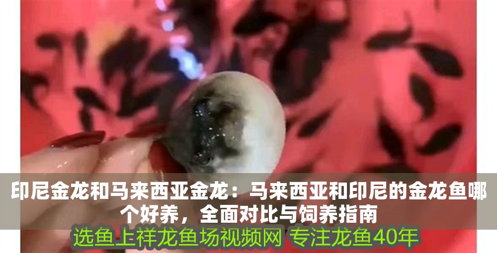 印尼金龍和馬來西亞金龍：馬來西亞和印尼的金龍魚哪個好養，全面對比與飼養指南