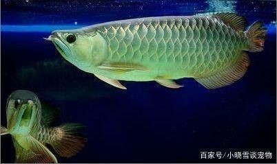 龍魚怎么撈出來手術：龍魚怎么撈出來