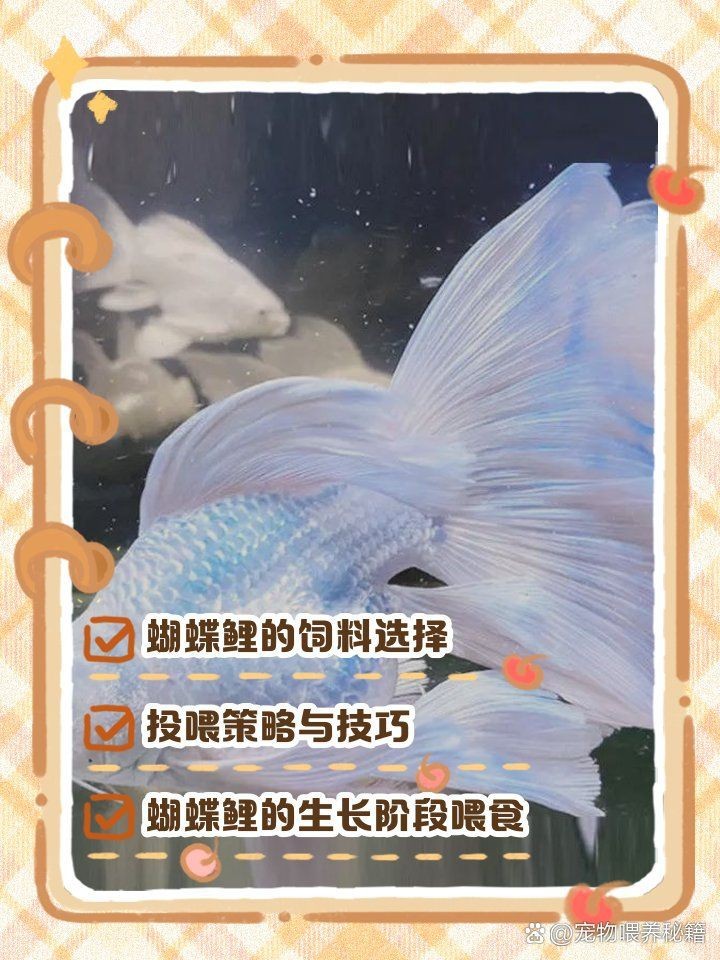 蝴蝶鯉最愛3種食物