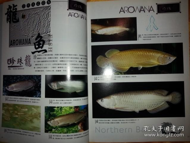 龍魚哪里買好：如何在網上購買龍魚