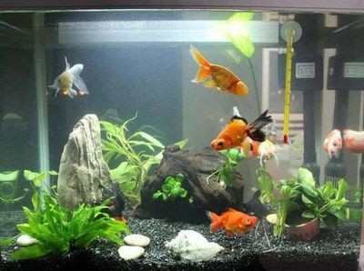 魚缸換水的三大禁忌（魚缸換水的三大禁忌主要包括以下幾個方面以下幾個方面）