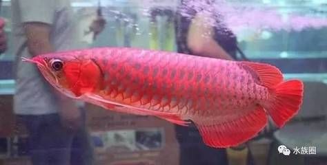 紅龍魚死了有什么預兆嗎：紅龍魚死亡前可能會出現多種癥狀，但這些說法并沒有科學依據