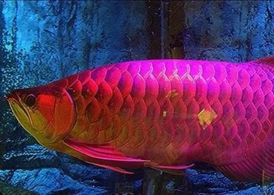 20公分紅龍魚的市場價格波動大嗎，20公分紅龍魚市場價格波動分析