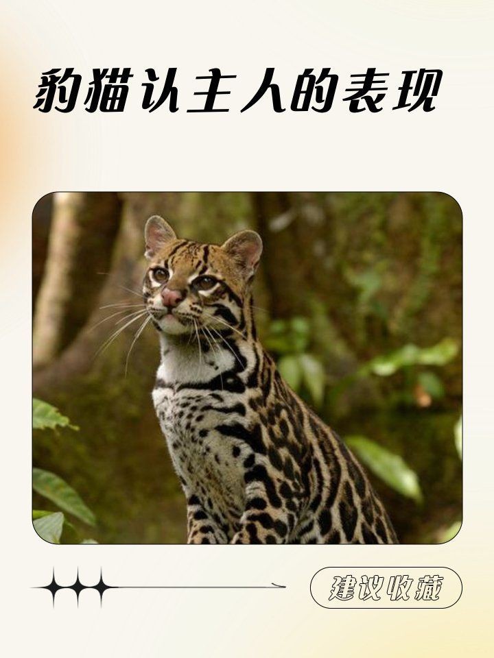 皇冠豹養久了會認主人嗎