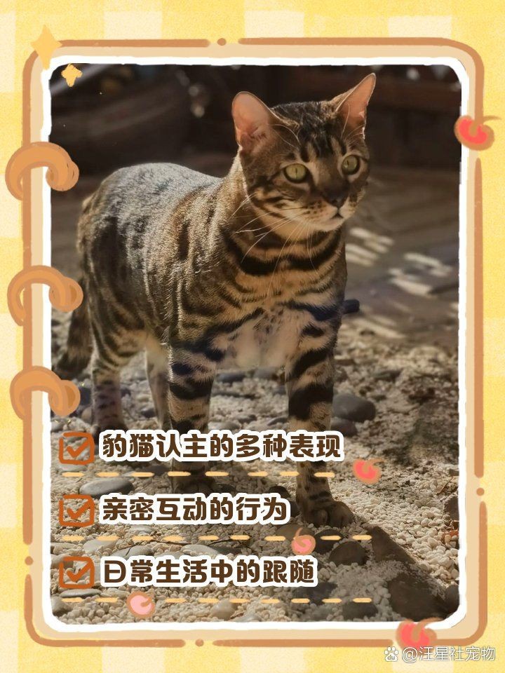 皇冠豹養久了會認主人嗎