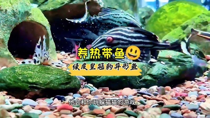皇冠豹養久了會認主人嗎