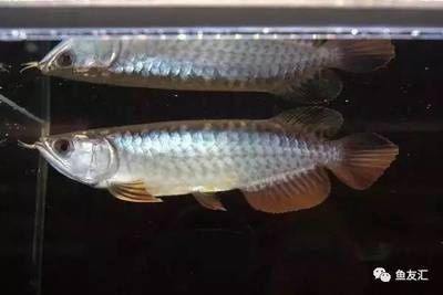 白子龍魚價格多少錢一條：白子招財龍魚價格