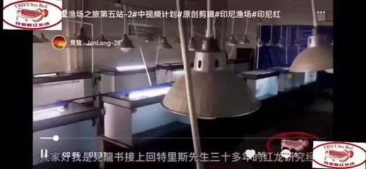 特里斯紅外線龍魚價格（特里斯紅外線龍魚和其他品種龍魚價格信息供參考）