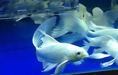 魚缸過(guò)濾材料的選擇指南：魚缸過(guò)濾、生物過(guò)濾、生物過(guò)濾和化學(xué)過(guò)濾材料擺放建議