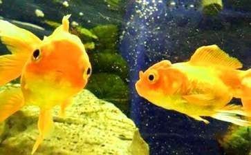 金魚和魚缸的故事：《漁夫和金魚》主要內容
