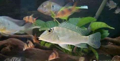夢到魚缸魚都死掉了：夢見魚缸魚死后的轉運技巧夢見魚缸魚死后的轉運技巧