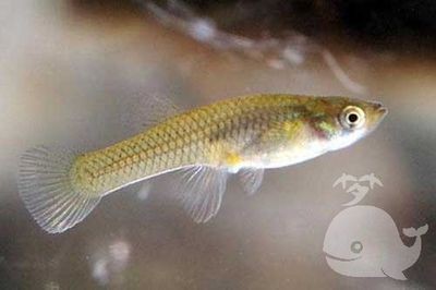夢到魚缸魚都死掉了：夢見魚缸魚死后的轉運技巧夢見魚缸魚死后的轉運技巧