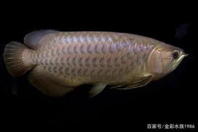 龍魚鱗片有黑色斑點的原因及治療（龍魚鱗片上出現黑色斑點怎么辦）