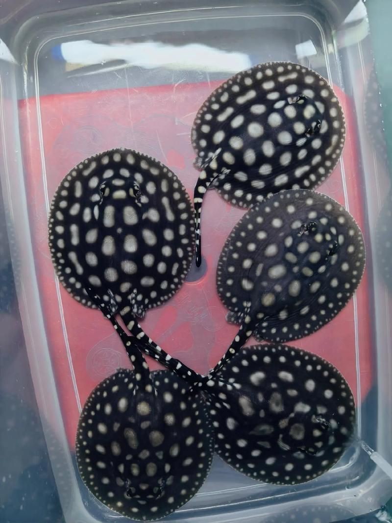皇冠黑白魟魚黑變淺了還能吃嗎圖片