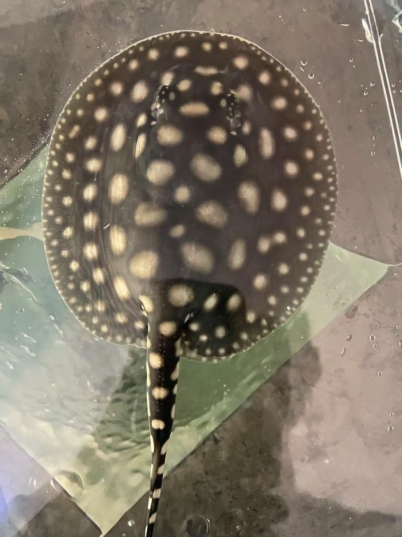 皇冠黑白魟魚黑變淺了還能吃嗎圖片