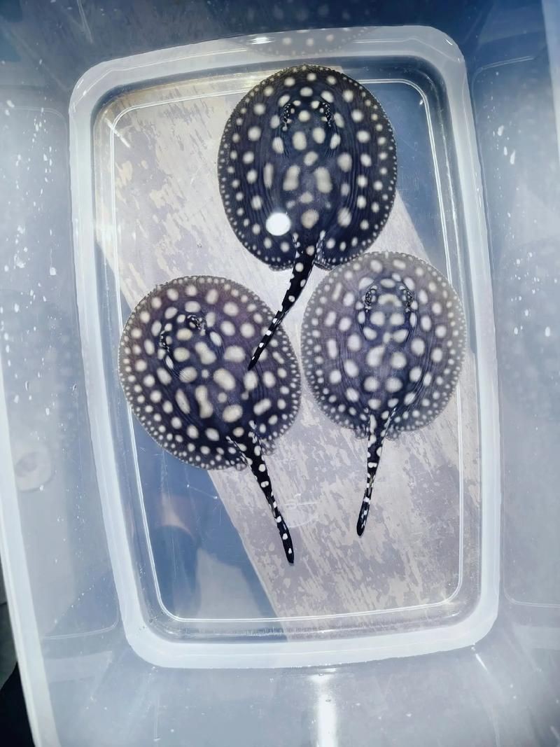 皇冠黑白魟魚黑變淺了還能吃嗎圖片