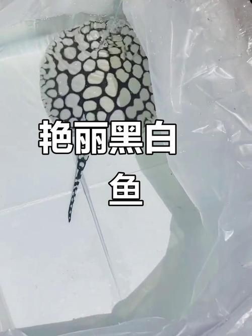 皇冠黑白魟魚黑變淺了還能吃嗎圖片