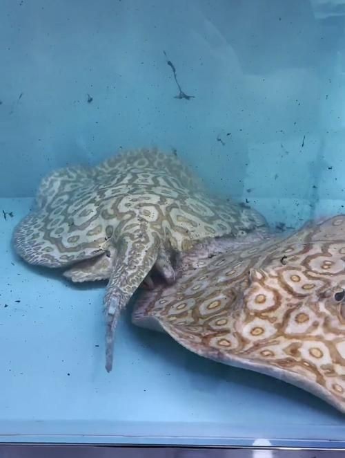 皇冠黑白魟魚黑變淺了還能吃嗎圖片