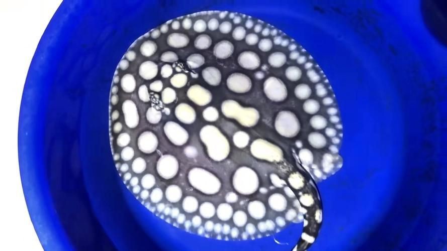 皇冠黑白魟魚黑變淺了還能吃嗎圖片