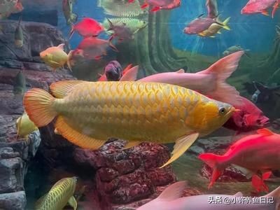花龍魚是什么魚：花龍魚是一種多義詞，可以指代不同的魚類物種，在這里