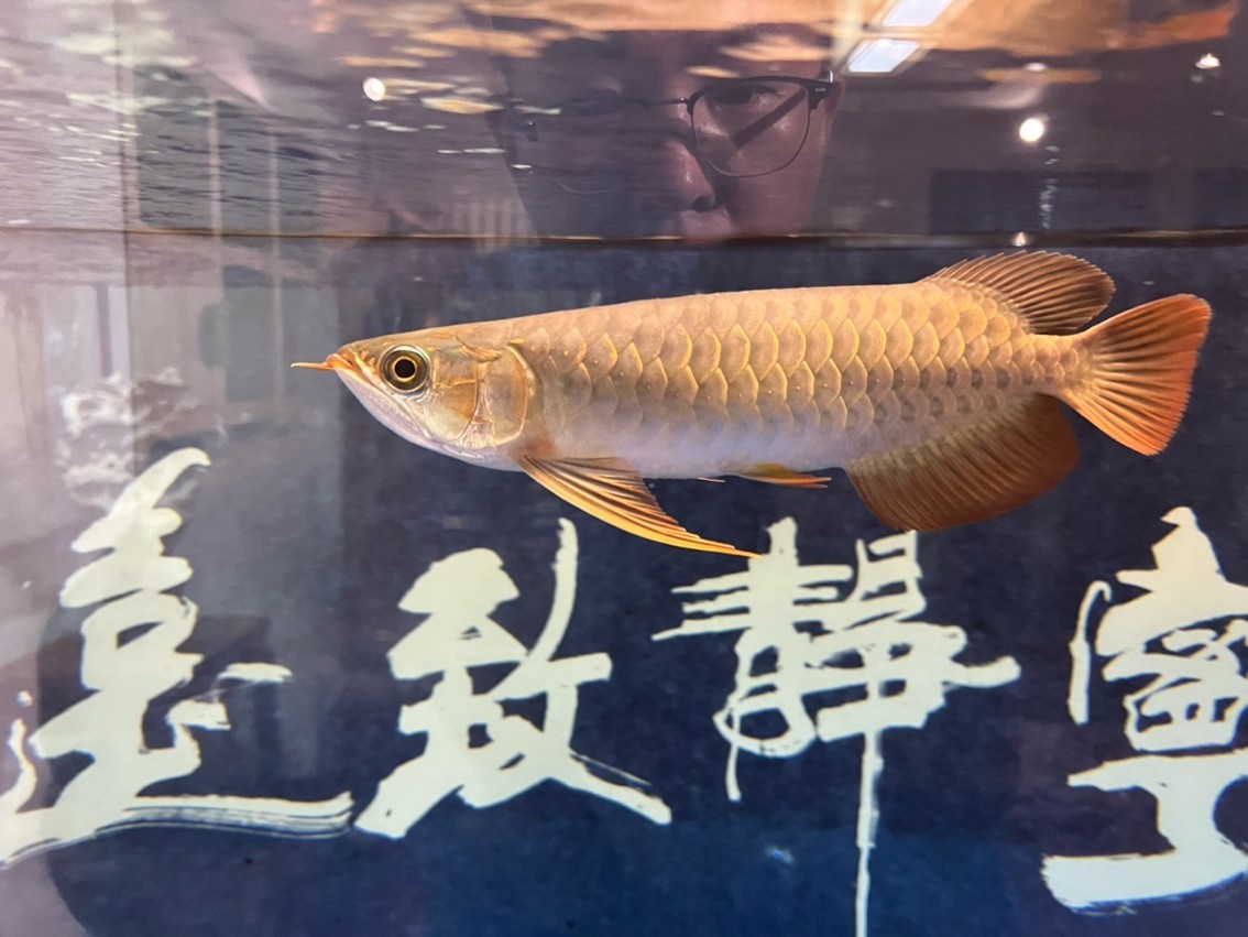 翻鰓手術恢復