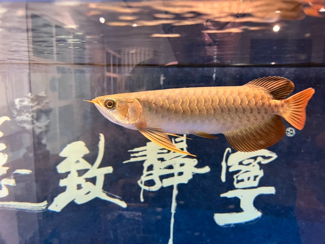 翻鰓手術恢復