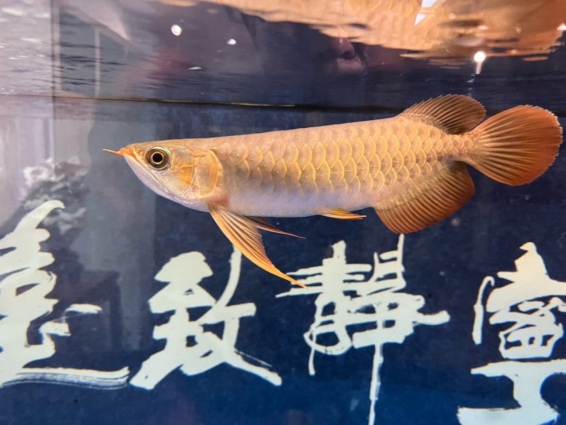 翻鰓手術恢復