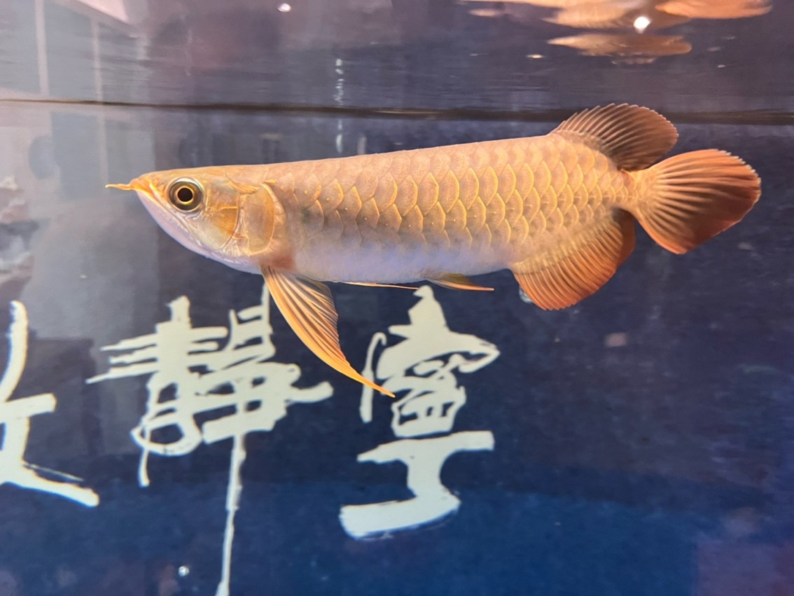 翻鰓手術恢復