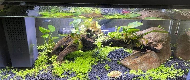 起源記魚缸：起源記魚缸文化在不同國家的智能魚缸設計理念、功能及使用效果