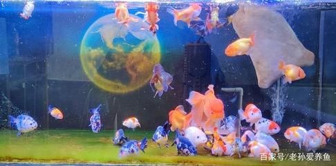 魚缸排名前十名有哪些：2024年魚缸排名前十名