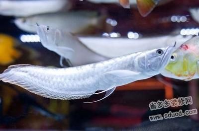 銀龍魚怎么開口喂食（如何幫助銀龍魚開口進食）