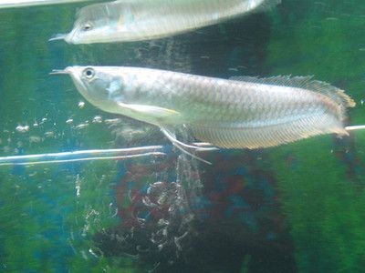 銀龍魚怎么開口喂食（如何幫助銀龍魚開口進食）