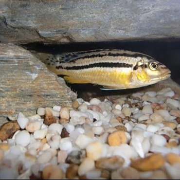 非洲鳳凰把魚都咬死了