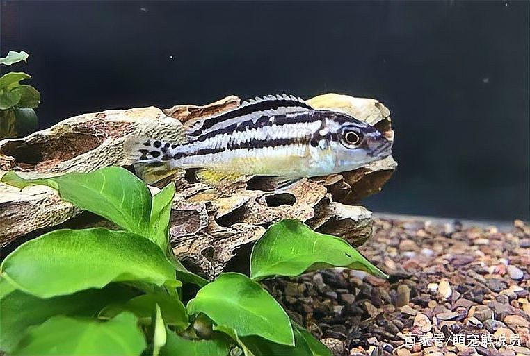 非洲鳳凰把魚都咬死了