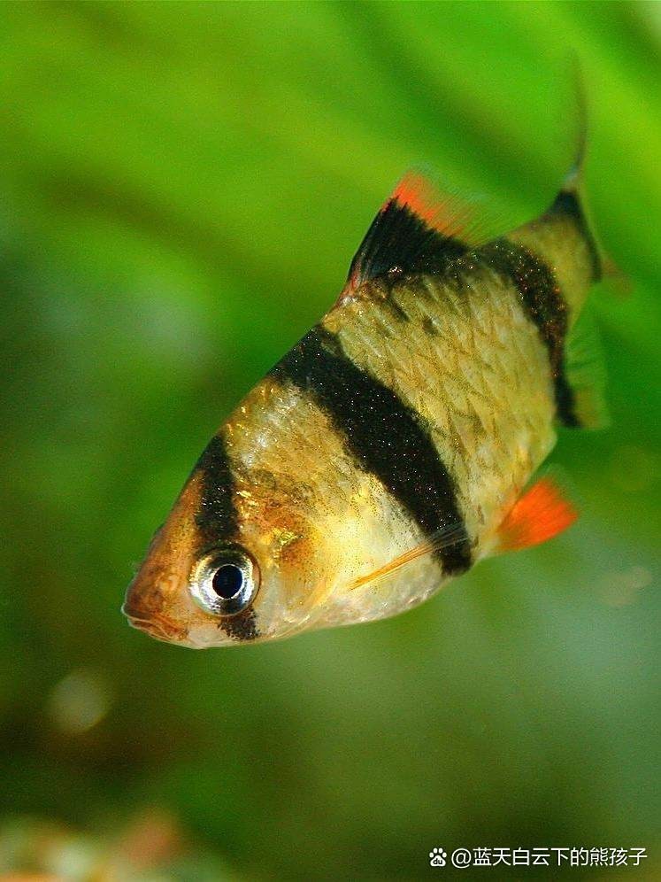 非洲鳳凰把魚都咬死了