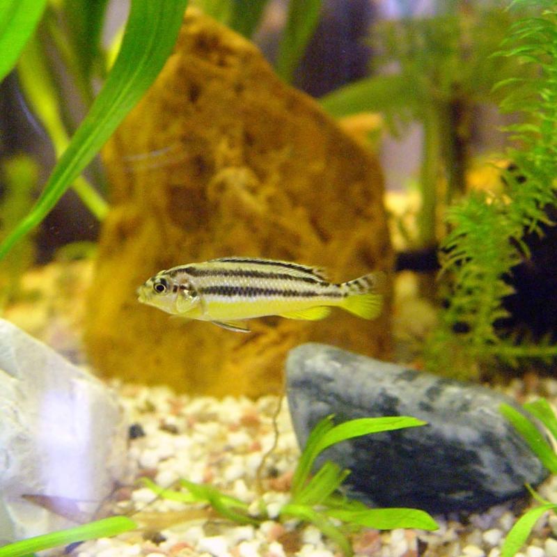 非洲鳳凰把魚都咬死了