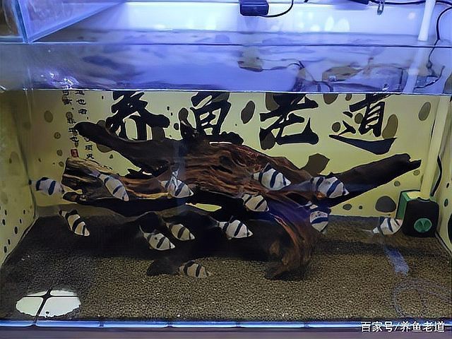 非洲鳳凰把魚都咬死了