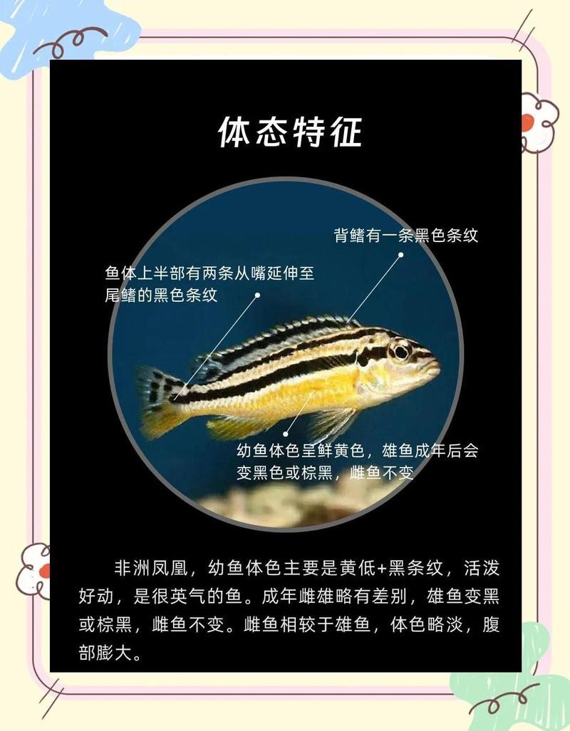 非洲鳳凰把魚都咬死了