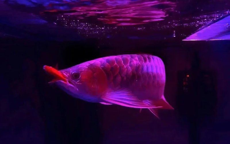 紅龍魚玄學解釋與傳說故事