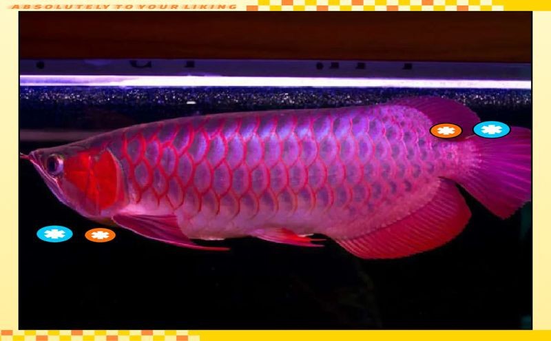 紅龍魚玄學解釋與傳說故事