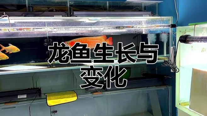 如何記錄紅龍魚的成長過程？