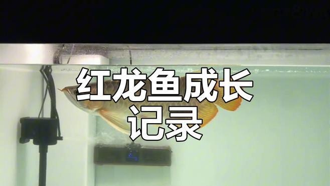 如何記錄紅龍魚的成長過程？