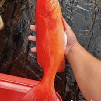 紅色頭很大的魚圖片