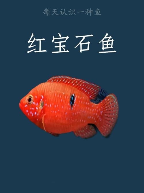 紅色頭很大的魚圖片