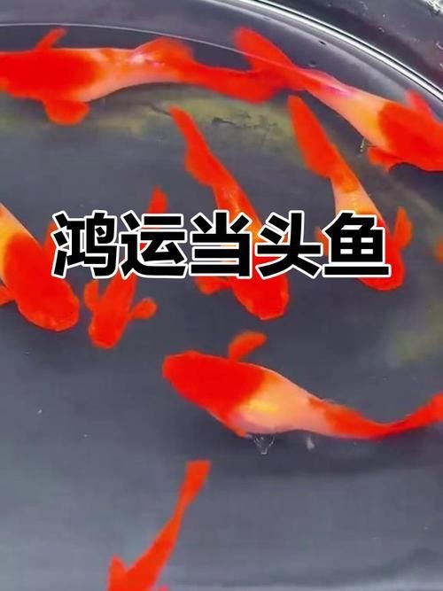 紅色頭很大的魚圖片