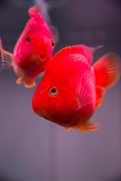紅色頭很大的魚圖片