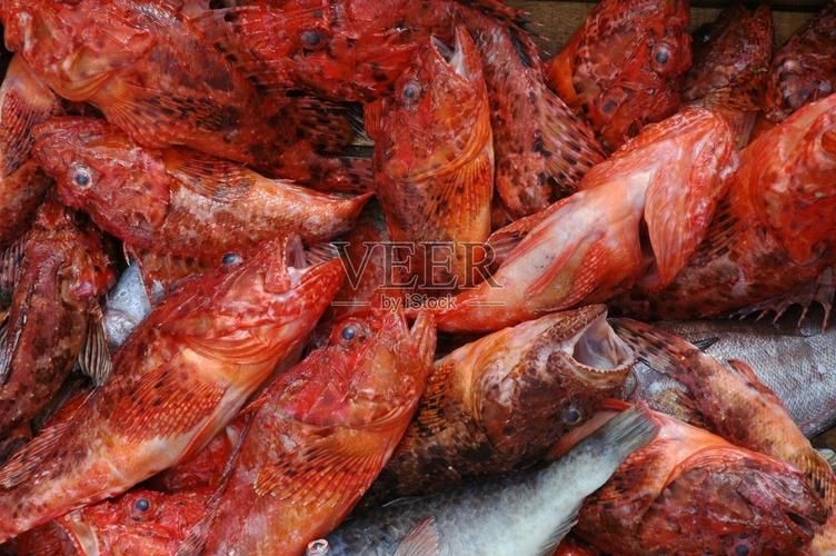 紅色頭很大的魚圖片